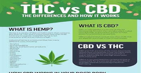 THC vs CBD: The Difference and How It Works Infographic Infographics ...