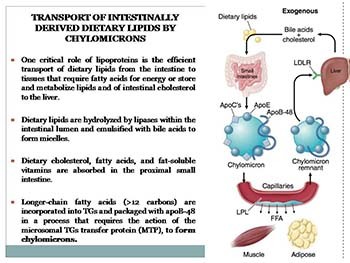 Disorders of Lipoprotein Metabolism