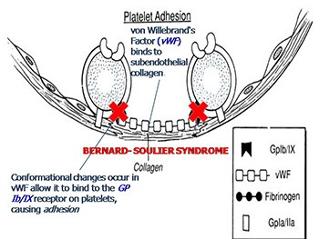 Bleeding and Coagulation Disorders