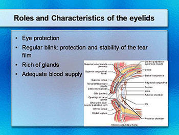 Common Ophthalmic Conditions in Primary Care - Management of Dry Eyes