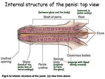 Male Sexual Anatomy and Physiology