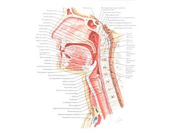 Nasopharyngeal Carcinoma