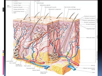 Hair Disorders