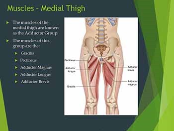 Injuries of the Thigh Hip Groin and Pelvis