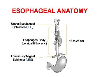 Esophagus and Disorders