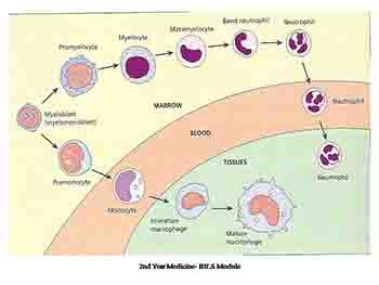 White Blood Cells-Leucocytes