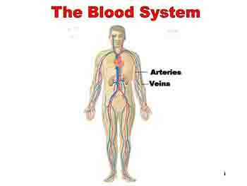 The Blood System