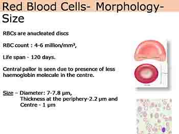 Red Blood Cell Physiology