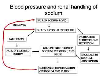 Disturbances of Fluid And Electrolyte Balance