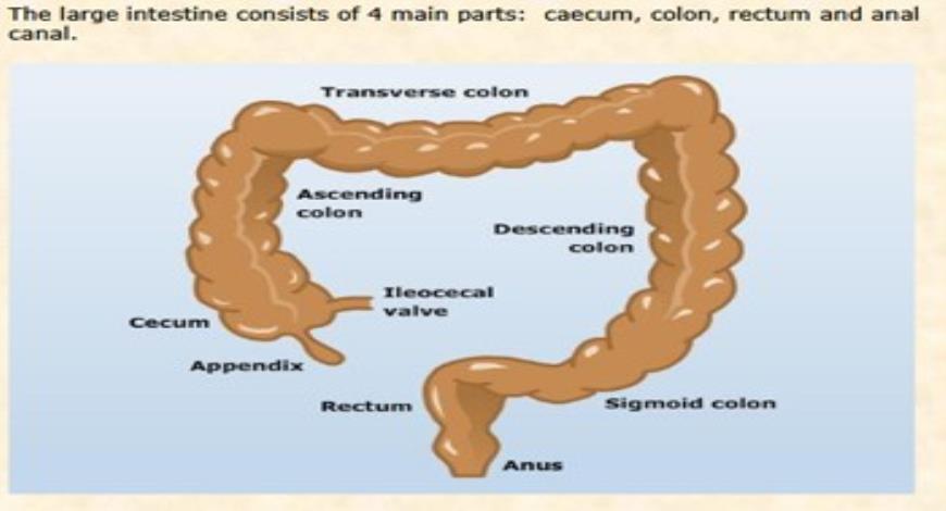 Download Medical Notes on BIOCHEMISTRY OF DIGESTION 2