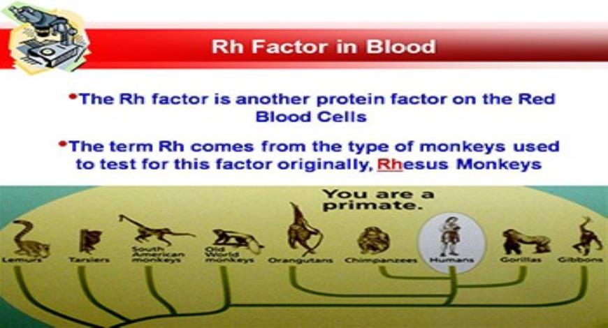 Download Free Medical Human Blood Powerpoint Presentation