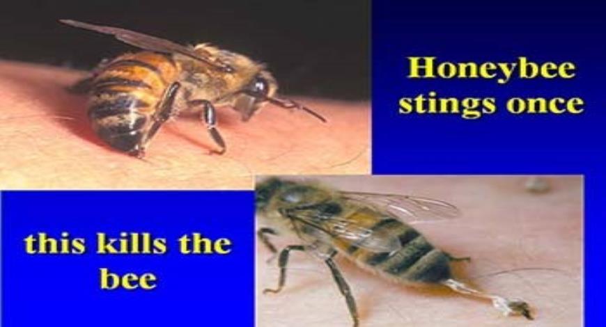 honey bee sting
