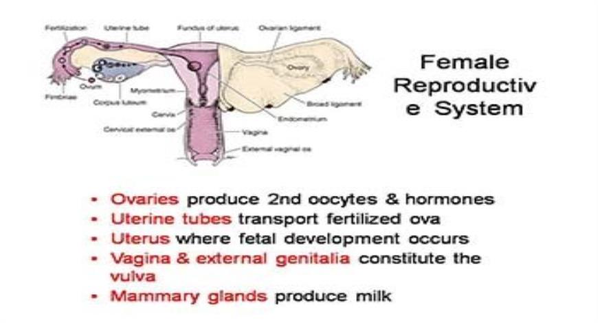 Download Free Medical Histology Female Reproductive System PowerPoint ...