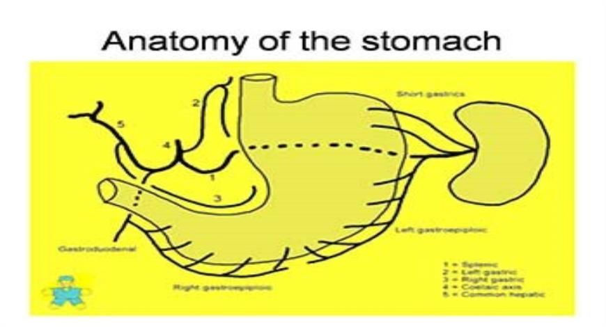 Download Free Medical Gastric Carcinoma Powerpoint Presentation