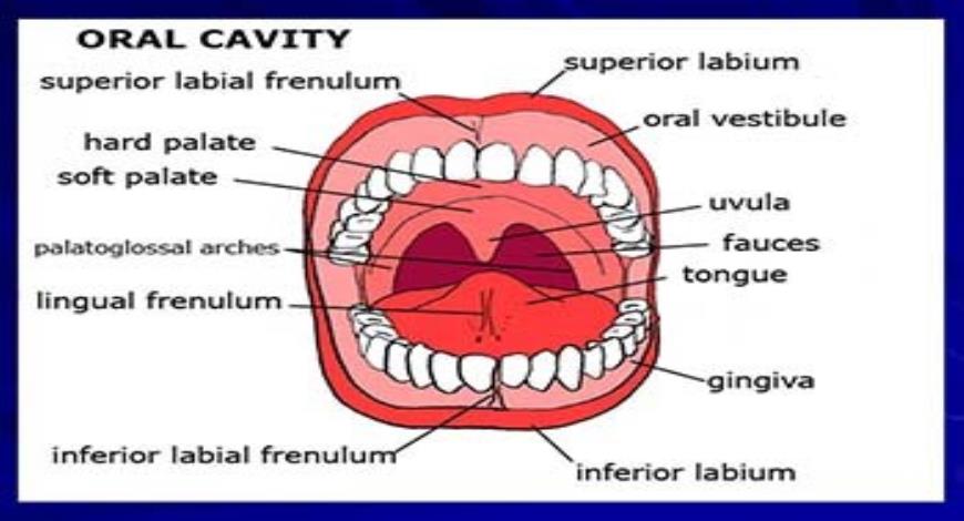 Download Free Medical Oral Cavity PowerPoint Presentation