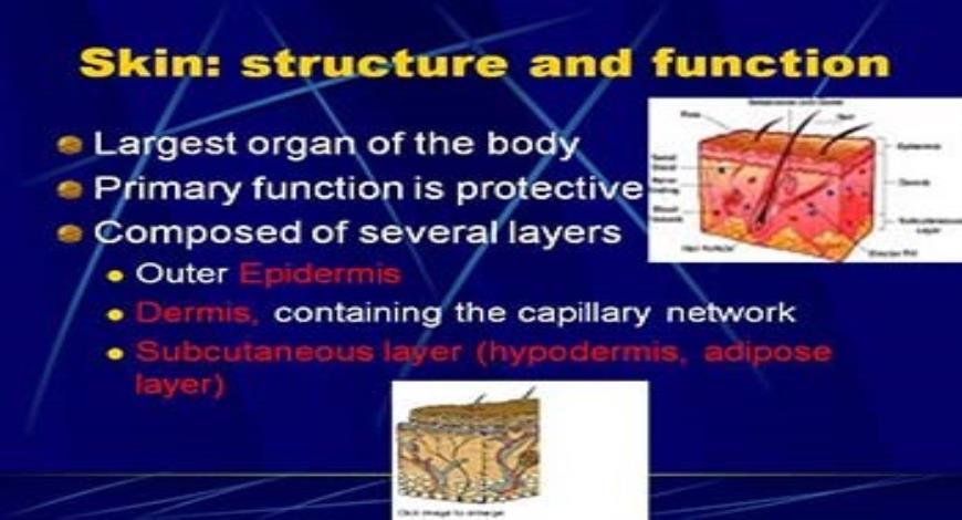 Download Free Medical Wound Healing Powerpoint Presentation