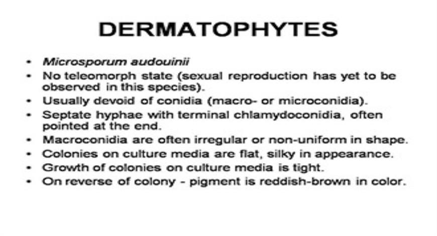 Download Free Medical Cutaneous Fungal Infections Powerpoint Presentation 8317