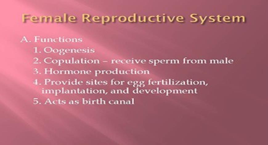 Female Reproductive System Medical Presentation