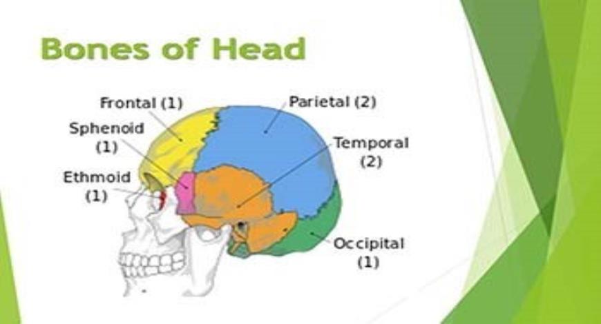 Download Free Medical Bones and Muscles of Head PowerPoint Presentation