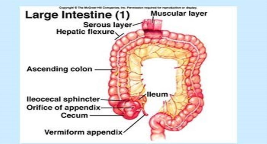 download-free-medical-small-and-large-intestines-powerpoint-presentation