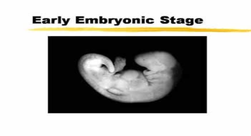 Download Free Medical Stages of Prenatal Development PowerPoint ...