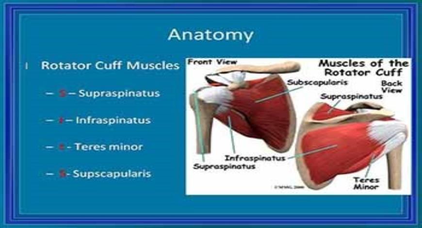 Download Free Medical History and Physical Examination of the Shoulder ...