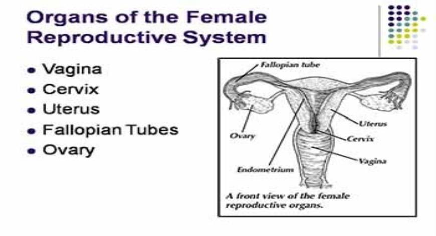 Download Free Medical The Human Body-The Reproductive System PowerPoint ...