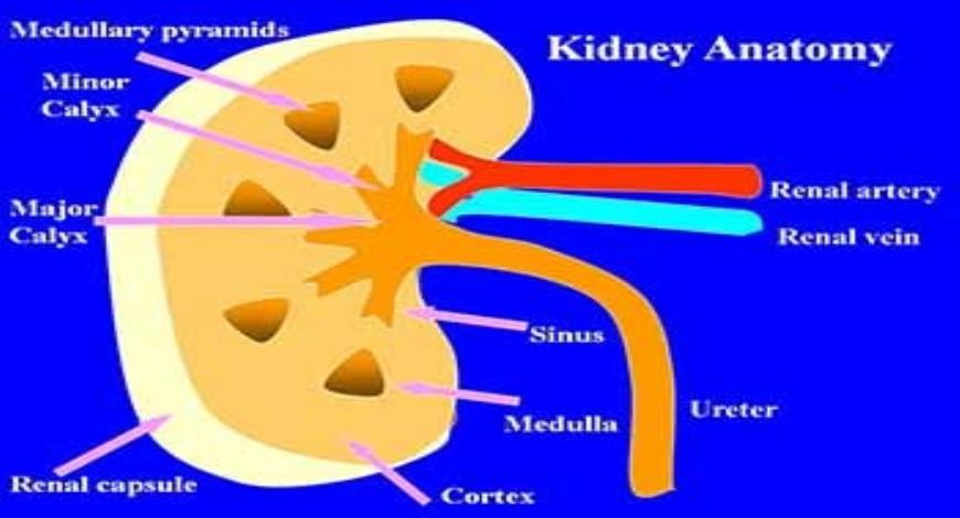 Download Free Medical RENAL ULTRASOUND PowerPoint Presentation