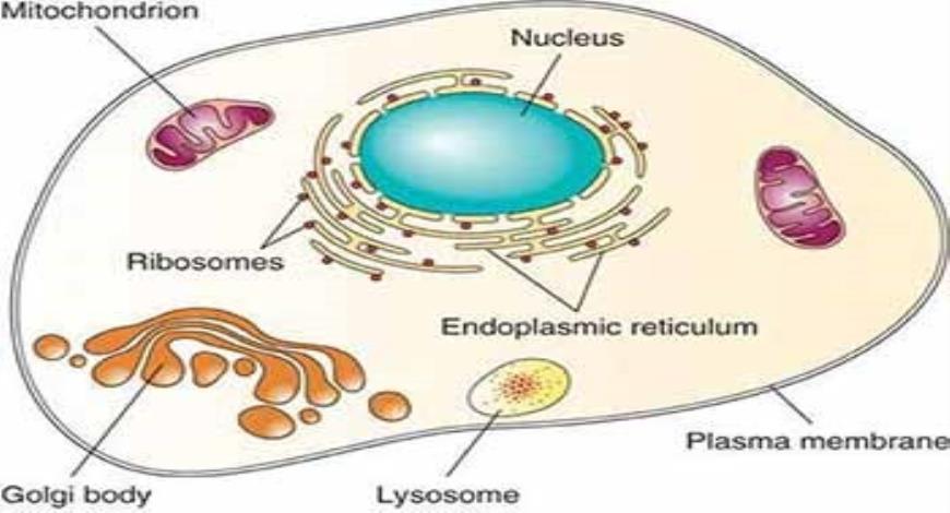 Download Free Medical Genral Pathology PowerPoint Presentation