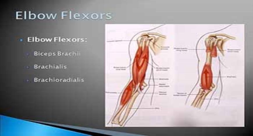 Download Free Medical The Wrist Hand Forearm and Elbow PowerPoint ...