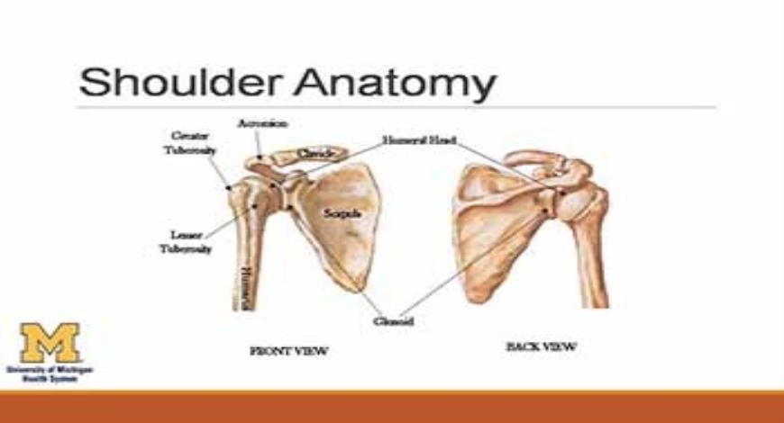 shoulder presentation definition medical