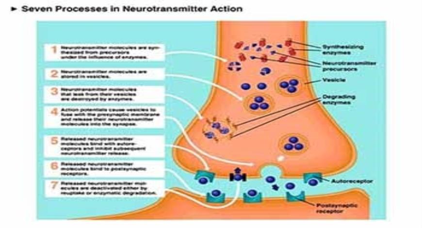 Download Free Medical Neurotransmitters PowerPoint Presentation