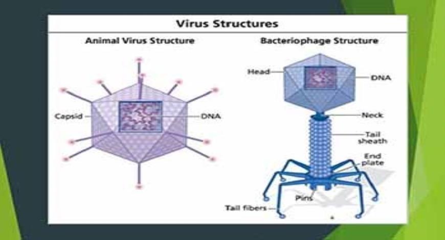 Download Free Medical Viruses PowerPoint Presentation