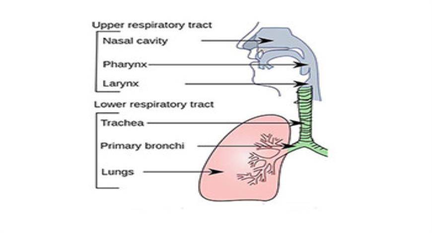 Download Free Medical RESPIRATORY TRACT INFECTIONS PowerPoint Presentation