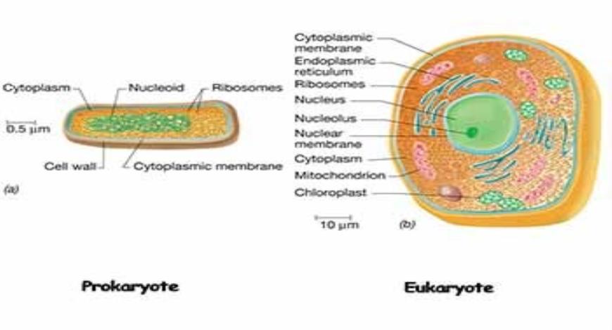 Download Free Medical Introduction to Microbiology PowerPoint Presentation