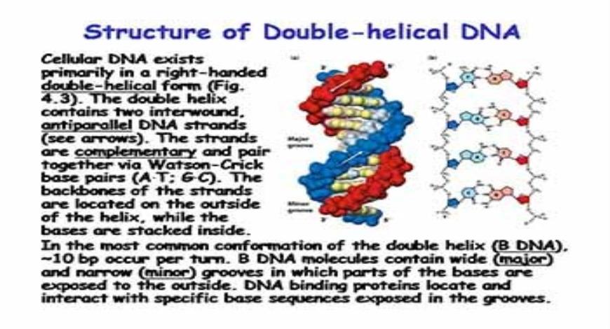 Download Free Medical Basic Molecular Genetic Mechanisms PowerPoint ...