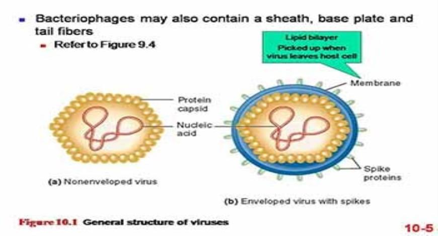 Download Free Medical CHROMOSOME ORGANIZATION AND MOLECULAR STRUCTURE ...