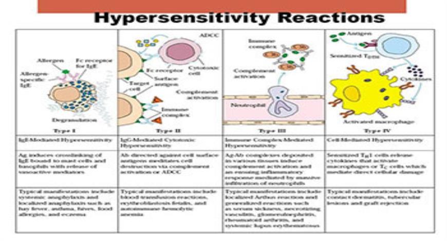 Download Free Medical Allergic Reaction PowerPoint Presentation