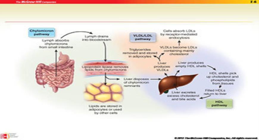 Download Free Medical Hypolipidemic Drugs and plasma expanders ...