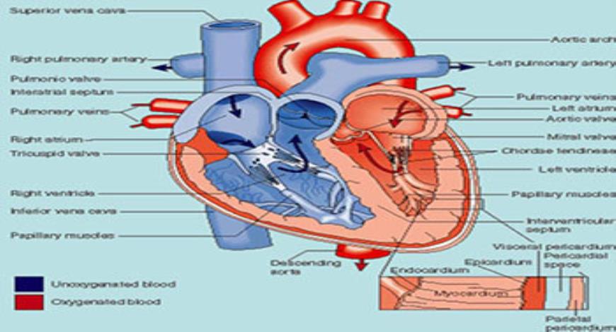 Download Free Medical Drug acting on the Heart-Heart Failure PowerPoint ...