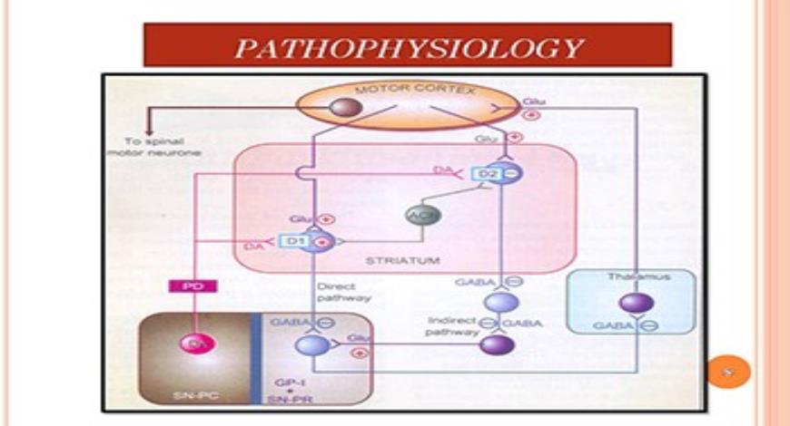 Download Free Medical Models For Parkinsons Disease PowerPoint Presentation