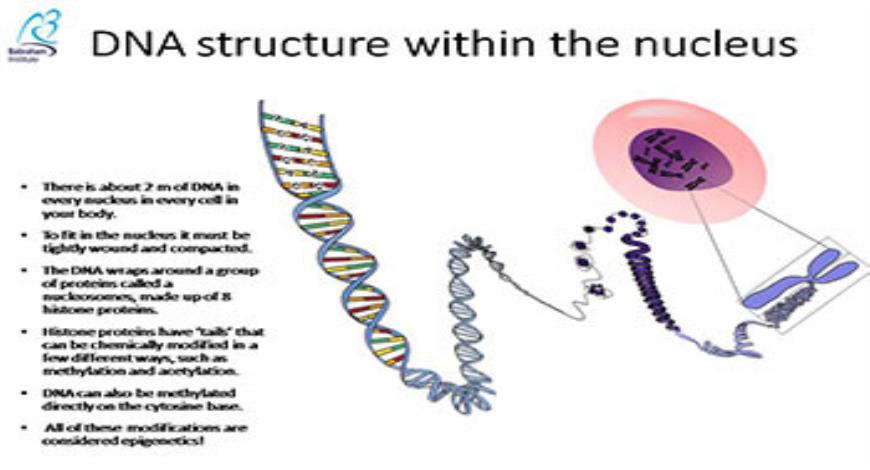 Download Free Medical Epigenetics PowerPoint Presentation