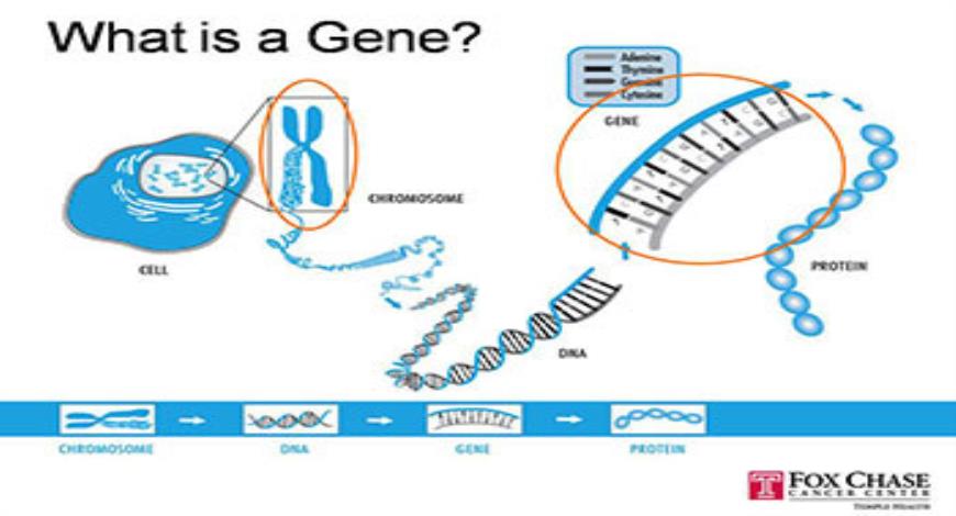 Download Free Medical Genetics PowerPoint Presentation