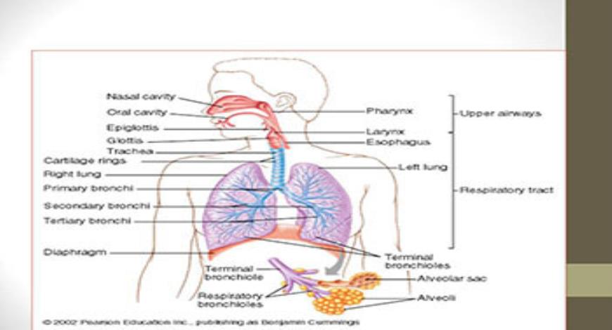 Download Free Medical Respiratory Physiology and Acute Respiratory ...