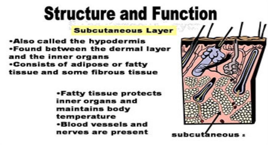 Download Free Medical The Integumentary System PowerPoint Presentation