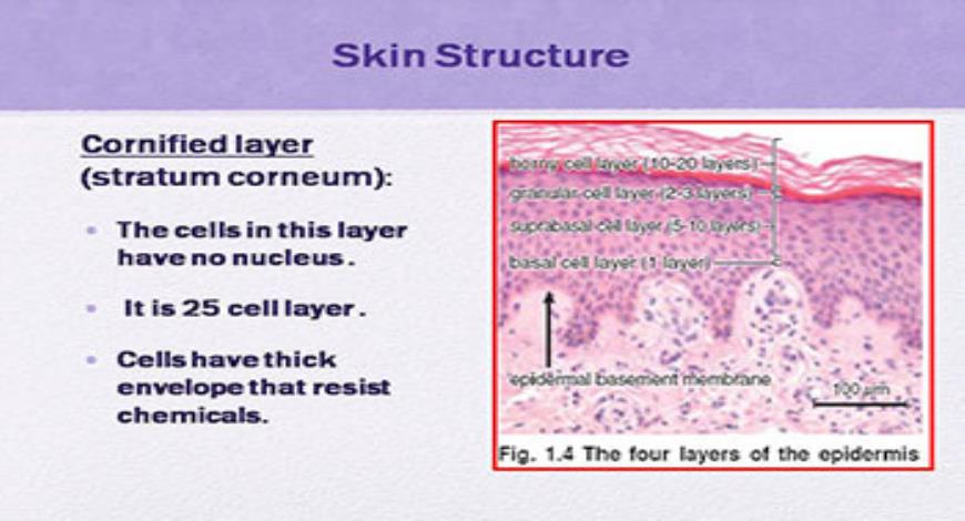 Download Free Medical Introduction to Dermatology PowerPoint Presentation