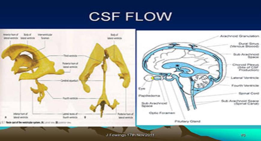 Download Free Medical Management of the acute Head Injury PowerPoint ...