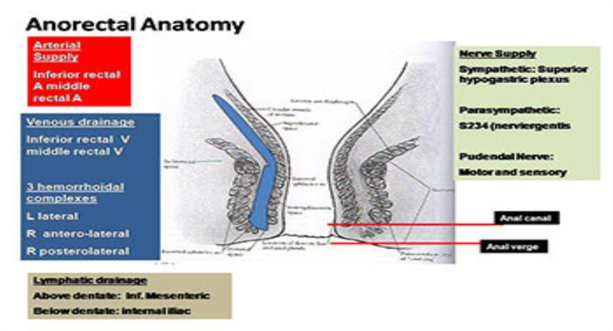 Download Free Medical Anal Canal Fissure In Ano Haemorrhoids Powerpoint 