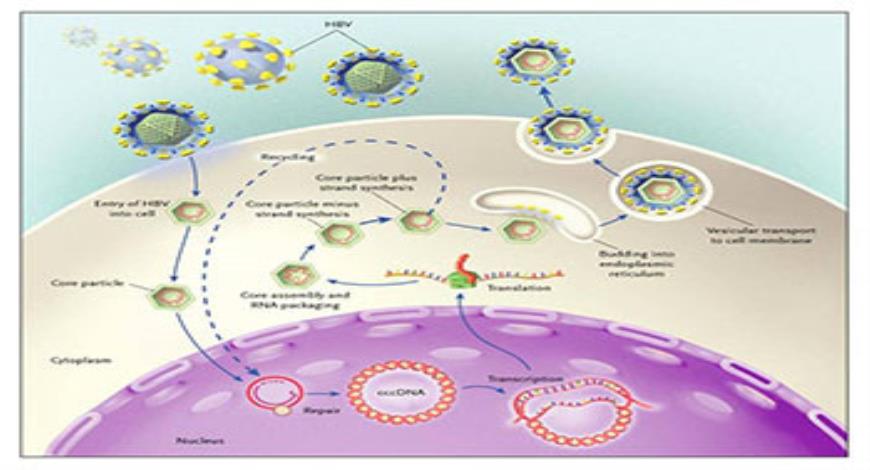 Download Free Medical Hepatitis B PowerPoint Presentation