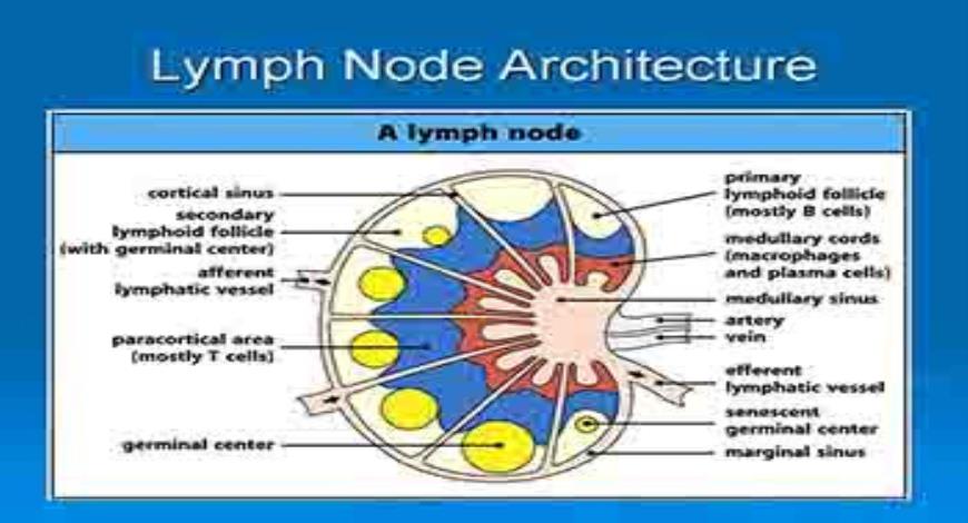 Download Free Medical Introduction to Lymphoma PowerPoint Presentation